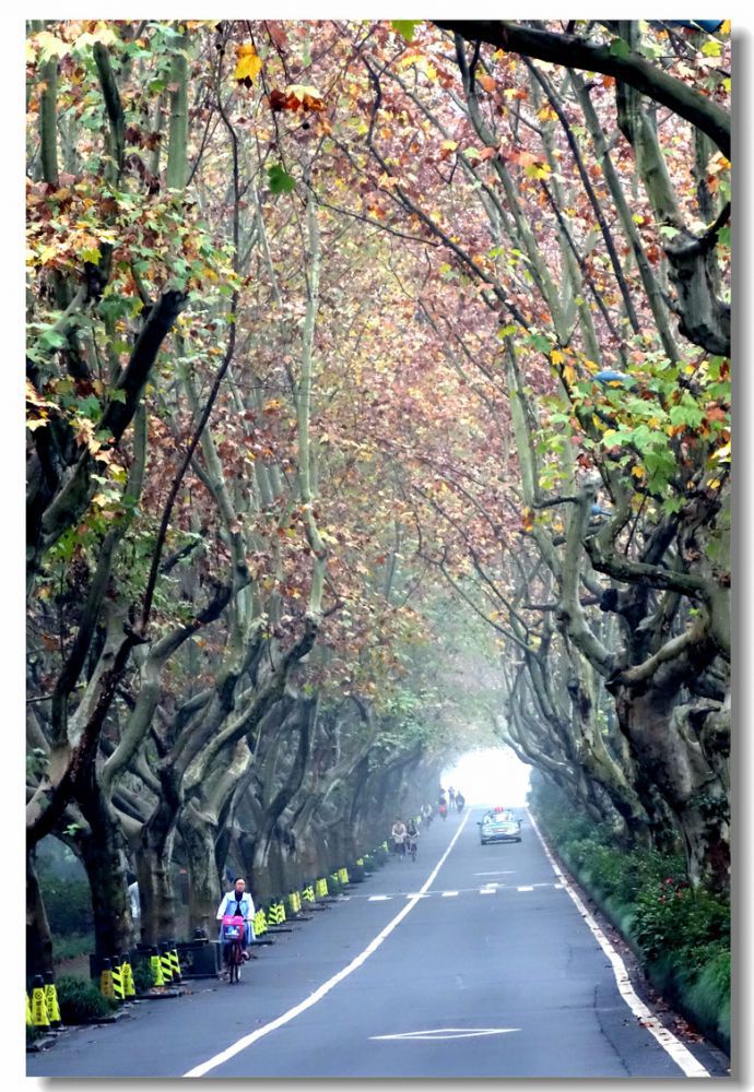 西山路(现在的杨公堤路一段).jpg 西山路(现在的杨公堤路一段).jpg
