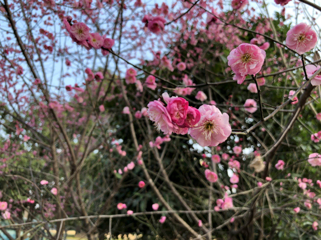 微信图片_20240206094448.png 微信图片_20240206094448.png